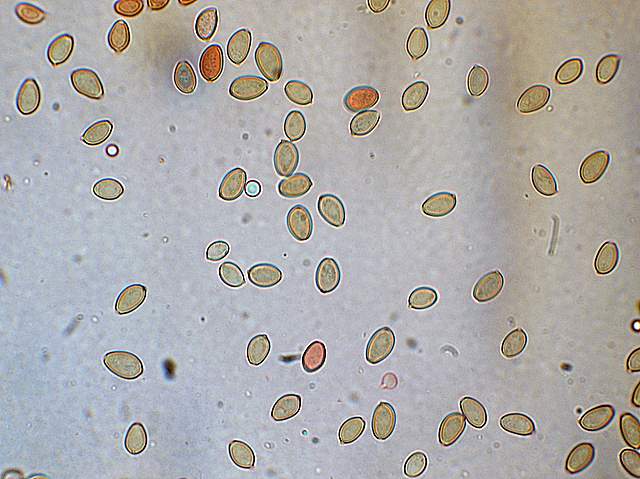 Agrocybe sororia s.l.